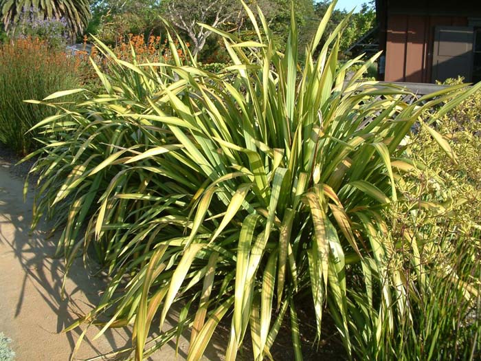 Plant photo of: Phormium 'Yellow Wave'