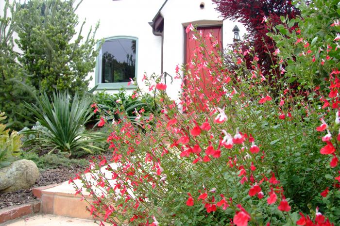 Plant photo of: Salvia 'Hot Lips'