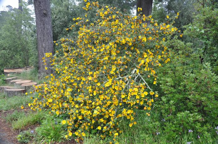 Plant photo of: Fremontodendron 'California Glory'