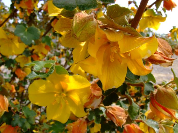 Plant photo of: Fremontodendron 'California Glory'