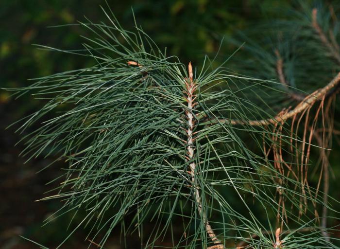 Plant photo of: Pinus sabiniana