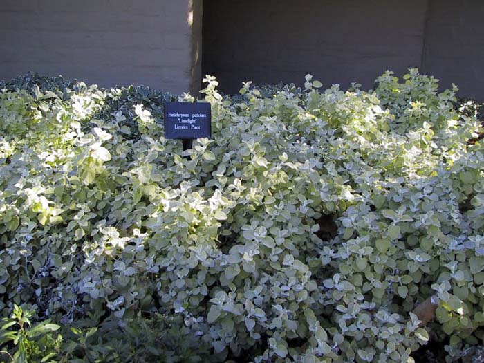 Plant photo of: Helichrysum petiolare