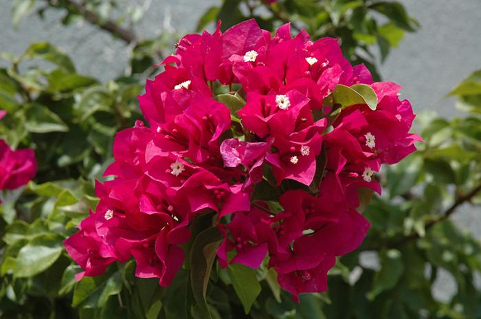 Plant photo of: Bougainvillea 'Torch Glow'