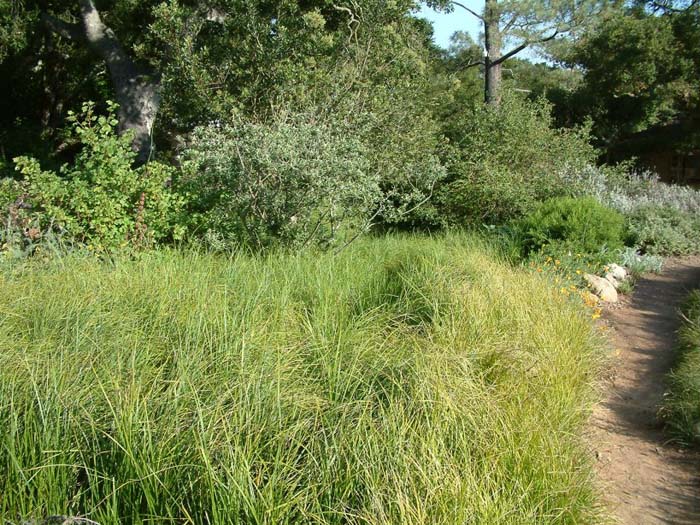 Plant photo of: Carex pansa