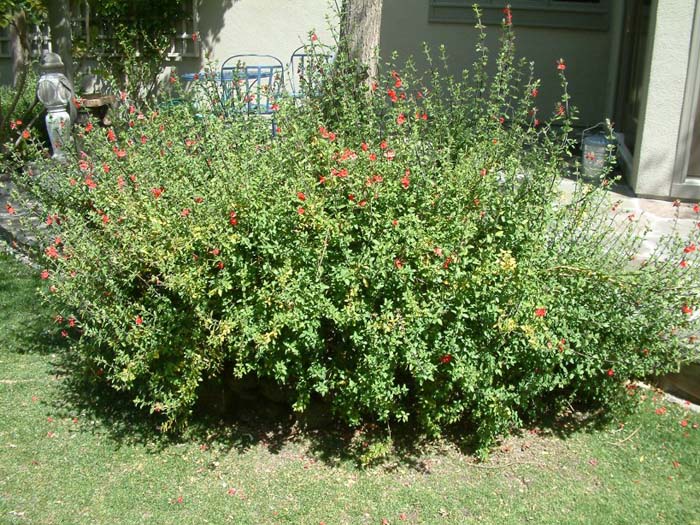 Plant photo of: Salvia greggii 'Red Star'