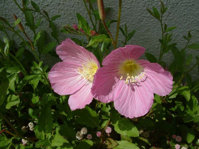 Plant photo of: Oenothera berlandieri 'Siskiyou'