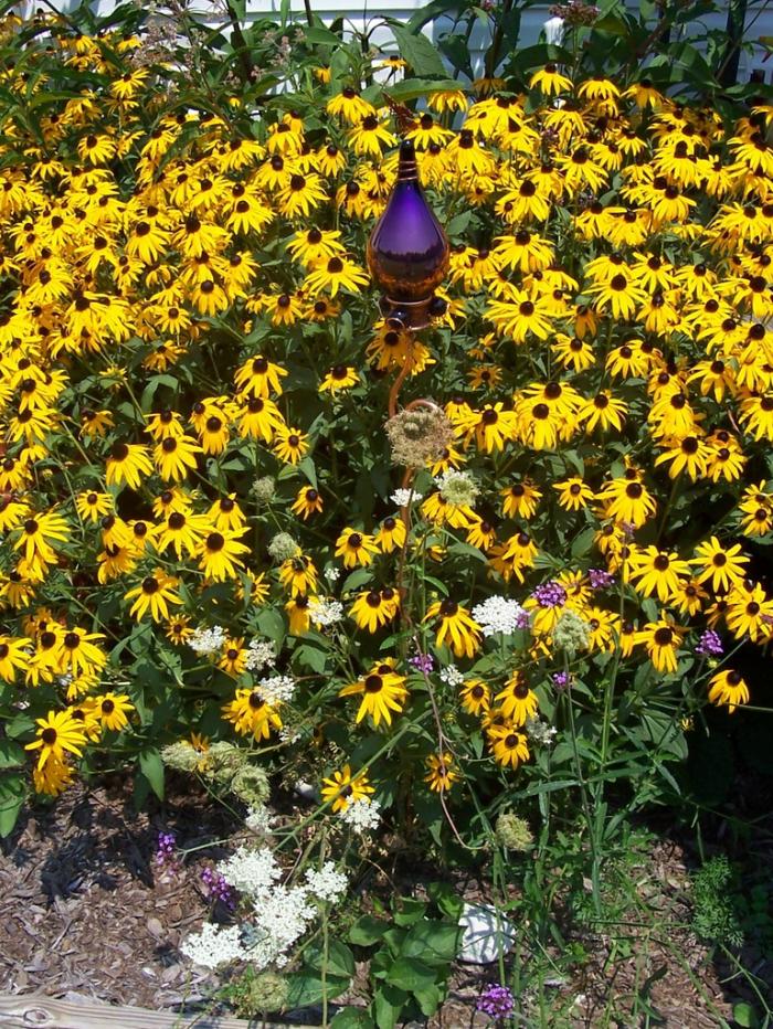 Plant photo of: Rudbeckia fulgida