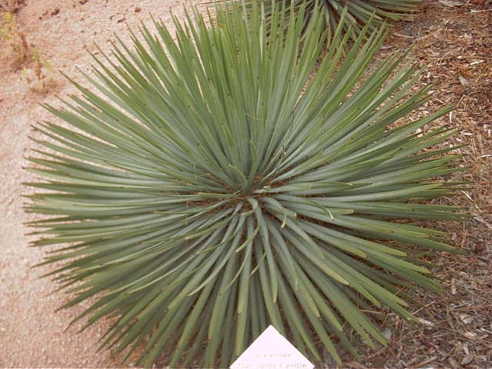 Plant photo of: Yucca whipplei