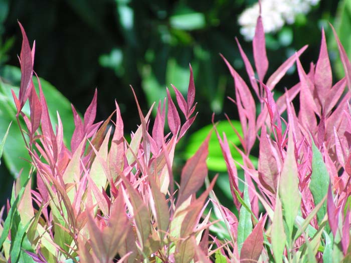 Plant photo of: Nandina domestica 'Gulf Stream'