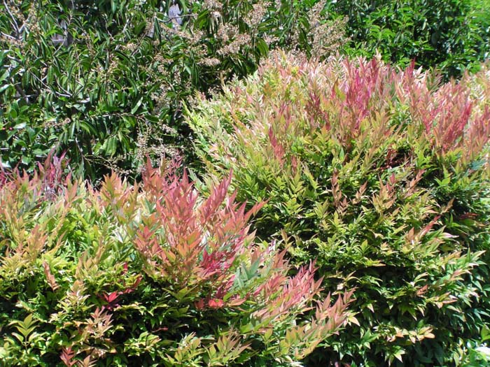 Plant photo of: Nandina domestica 'Gulf Stream'