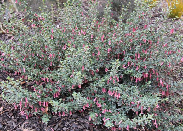 Plant photo of: Correa pulchella