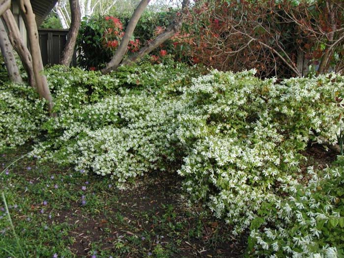 Plant photo of: Loropetalum chinese