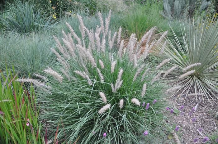 Plant photo of: Pennisetum orientale 'Karley Rose'