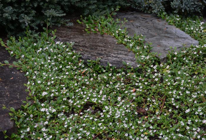 Plant photo of: Cotoneaster dammeri 'Lowfast'