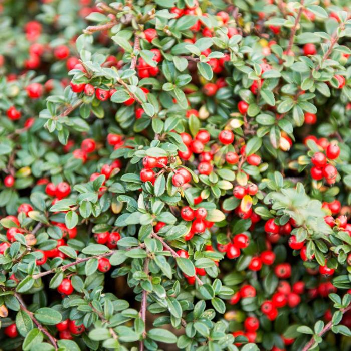 Plant photo of: Cotoneaster dammeri 'Lowfast'