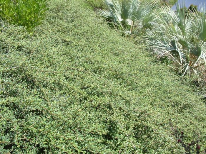 Plant photo of: Cotoneaster dammeri 'Lowfast'