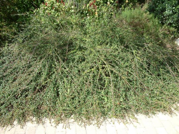 Plant photo of: Cotoneaster dammeri 'Lowfast'