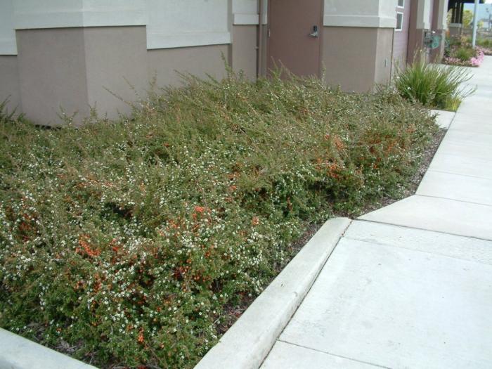 Plant photo of: Cotoneaster dammeri 'Lowfast'