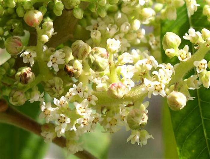 Plant photo of: Rhus lanceolata