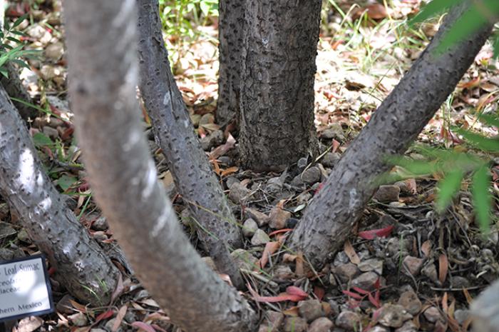 Plant photo of: Rhus lanceolata