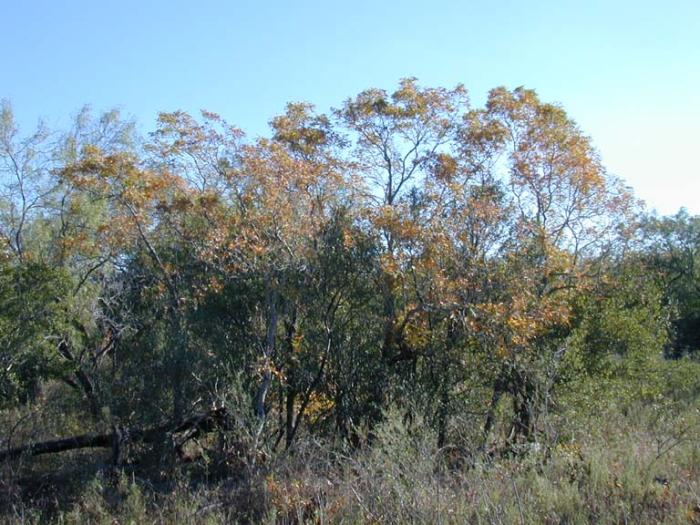 Plant photo of: Rhus lanceolata