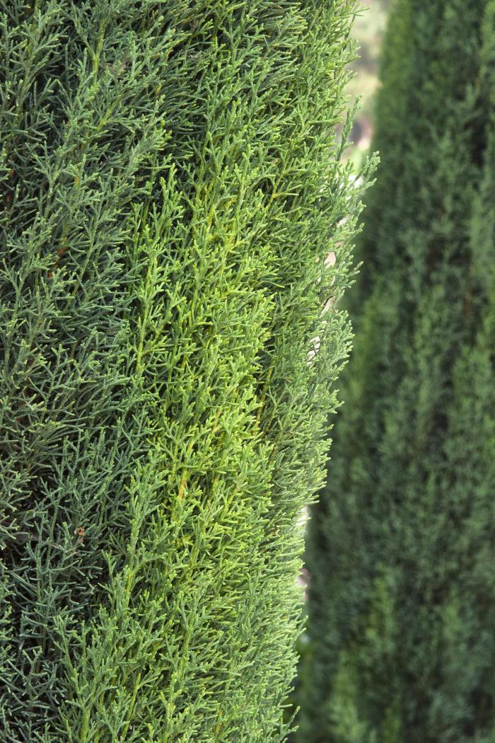 Plant photo of: Cupressus sempervirens 'Monshel'