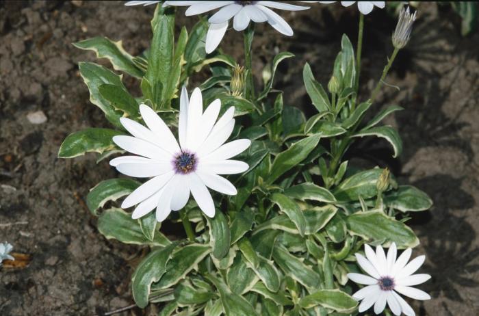 Plant photo of: Osteospermum 'Silver Sparkler'