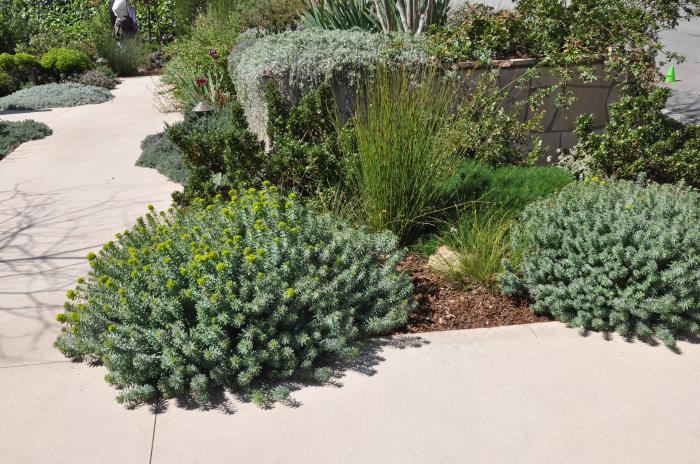 Plant photo of: Euphorbia 'Lime Wall'