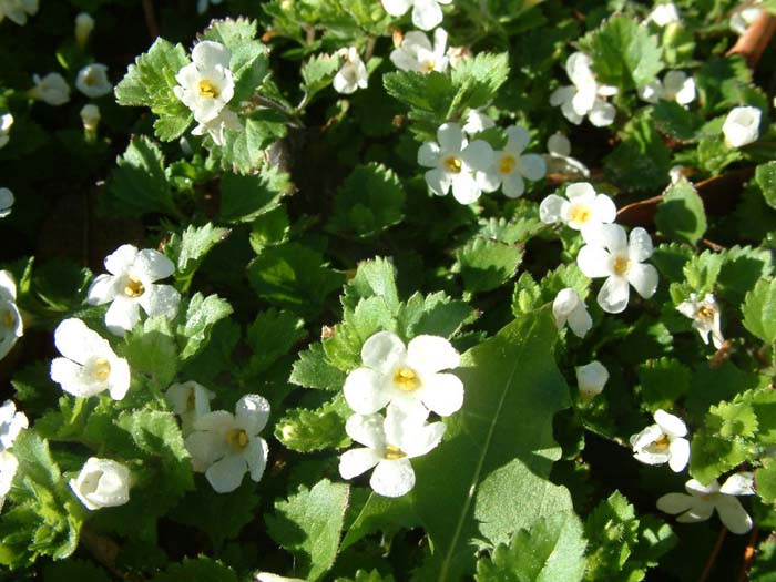 Plant photo of: Sutera cordata