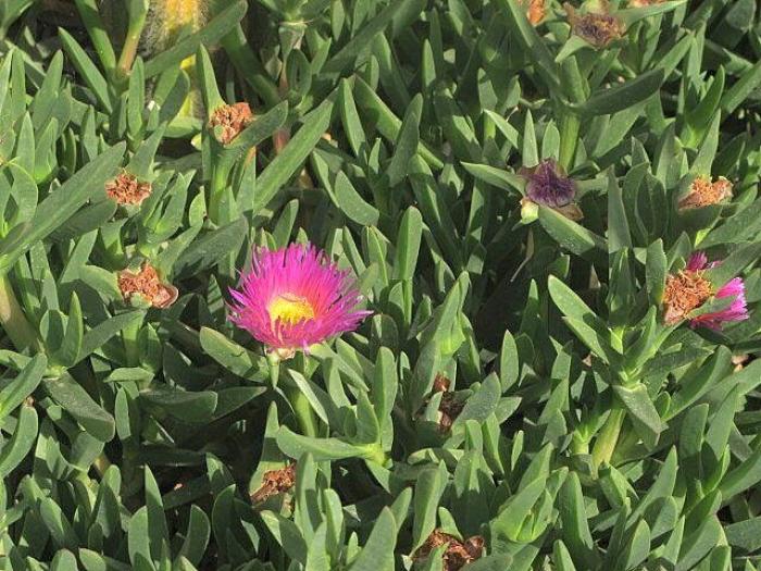 Plant photo of: Carpobrotus chilensis