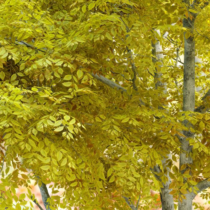 Plant photo of: Fraxinus velutina