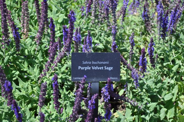 Plant photo of: Salvia buchananii