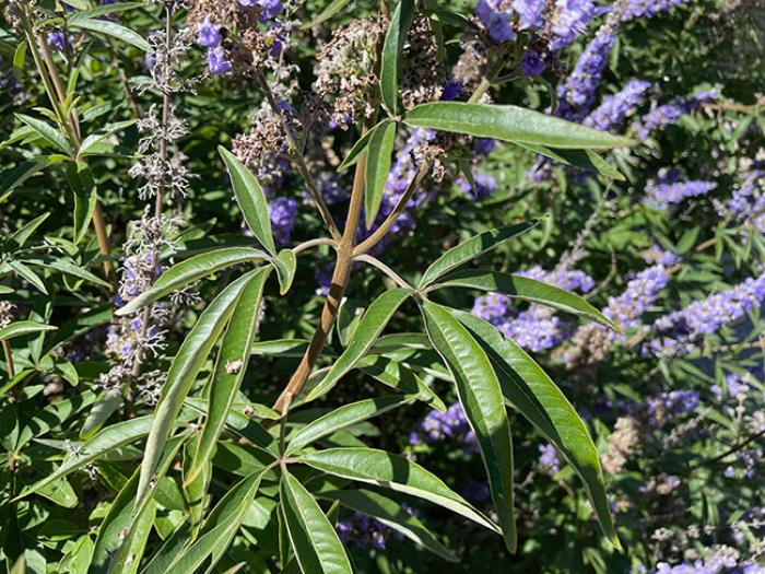 Plant photo of: Vitex agnus-castus