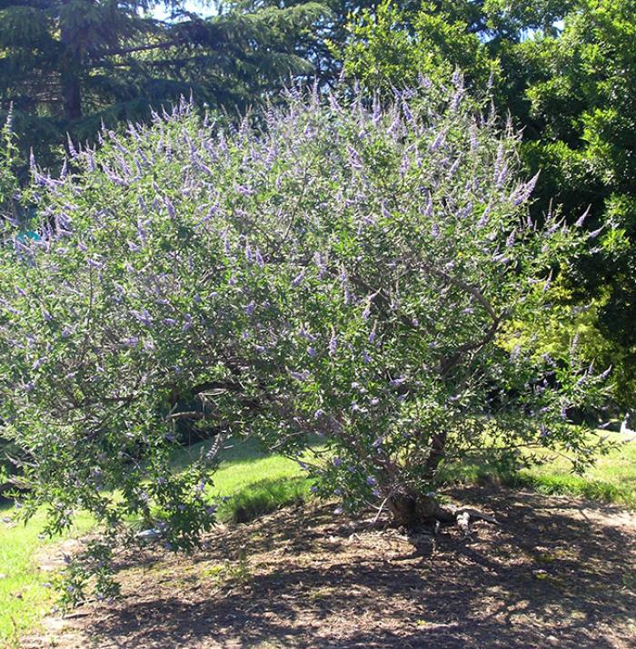 Plant photo of: Vitex agnus-castus