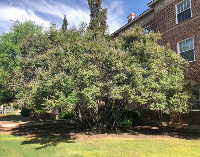 Plant photo of: Vitex agnus-castus