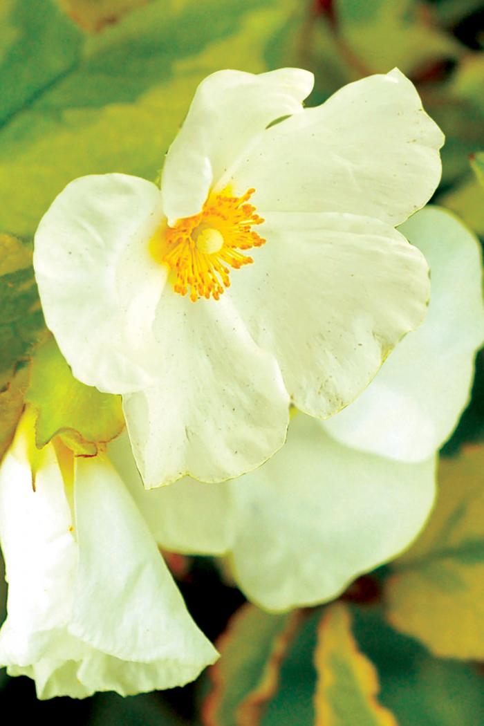 Plant photo of: Cistus 'Mickie'