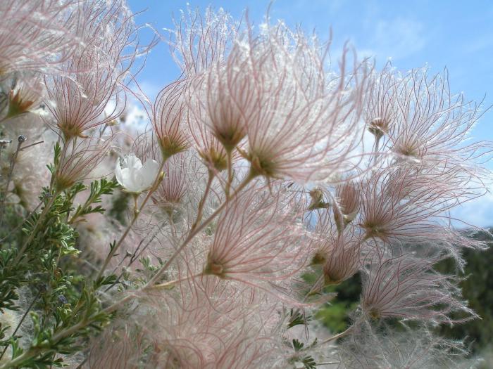 Plant photo of: Fallugia paradoxa