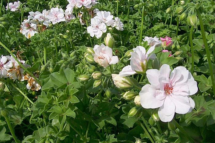 Plant photo of: Pelargonium peltatum