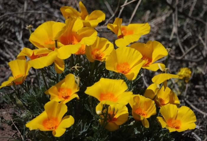 Plant photo of: Eschscholzia mexicana