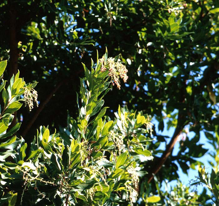 Plant photo of: Arbutus 'Marina'