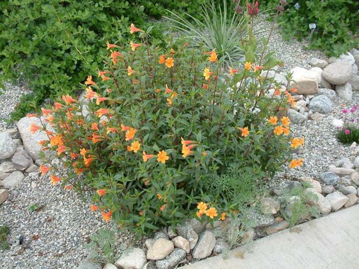 Plant photo of: Mimulus 'Pumpkin'