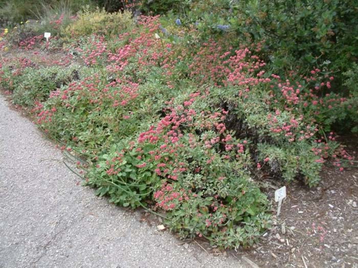 Plant photo of: Eriogonum grande rubescens