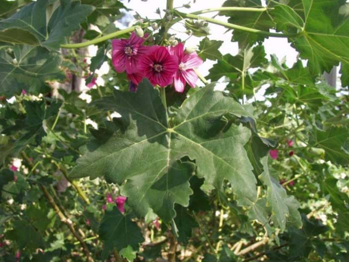 Plant photo of: Lavatera assurgentiflora 'Purisima'