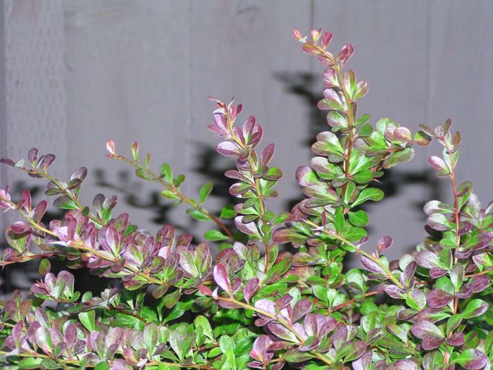 Plant photo of: Berberis thunbergii 'Crimson Pygmy'