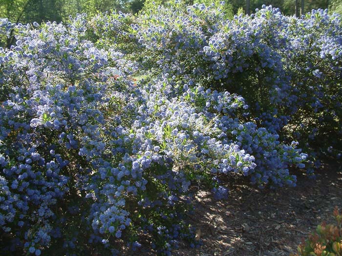 Plant photo of: Ceanothus gloriosus