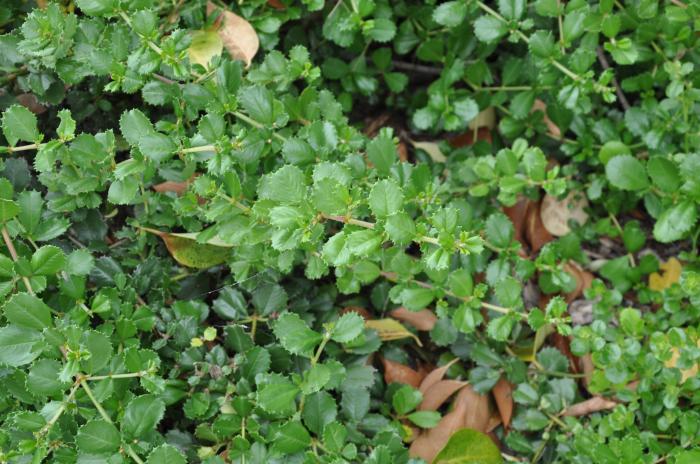 Plant photo of: Ceanothus gloriosus 'Anchor Bay'