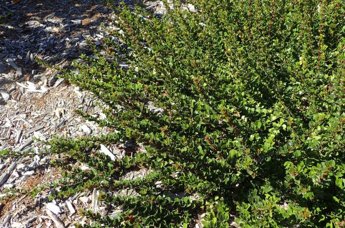 Plant photo of: Ceanothus gloriosus 'Anchor Bay'