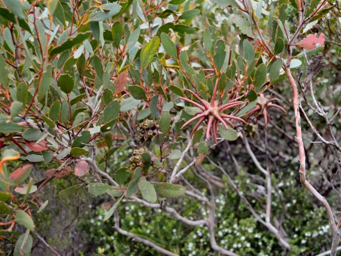 Plant photo of: Eucalyptus lehmannii