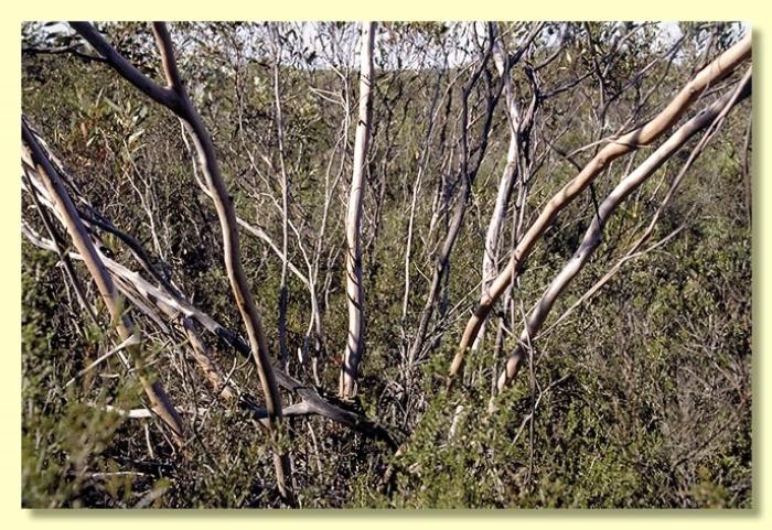 Plant photo of: Eucalyptus lehmannii