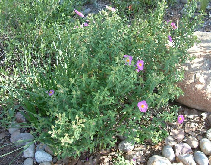 Plant photo of: Cistus crispus